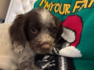 Cocker Spaniel dogs Final Working Cocker Spaniel boy pup ready to go - Advert 9