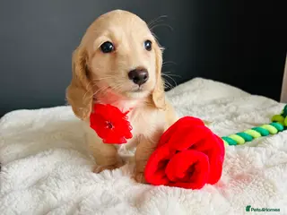 Miniature Dachshund dogs Creams-5 Star Breeder ⭐️⭐️⭐️⭐️⭐️ - Advert 3