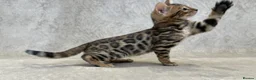 Bengal cats for sale: Best Quality Bengal Kittens in the U.K.  - Advert 3