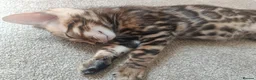 Bengal cats for sale: Cuddly and beautiful pedigree bengal kittens - Advert 25