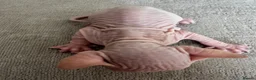 Sphynx cats for sale: Two male pink wrinkled Sphynx kittens  in Wirral - Advert 10