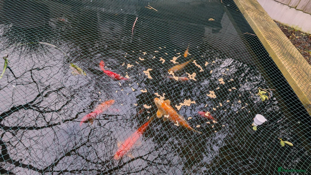 Koi Carp fish for sale: Koi & Goldfish - Advert 2