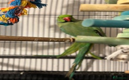 Ringnecks birds for sale: GREEN RINGNECKS PAIRS - Image 2