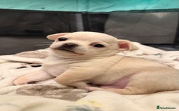 Chihuahua dogs for sale: Chihuahua boys / males  - Image 4