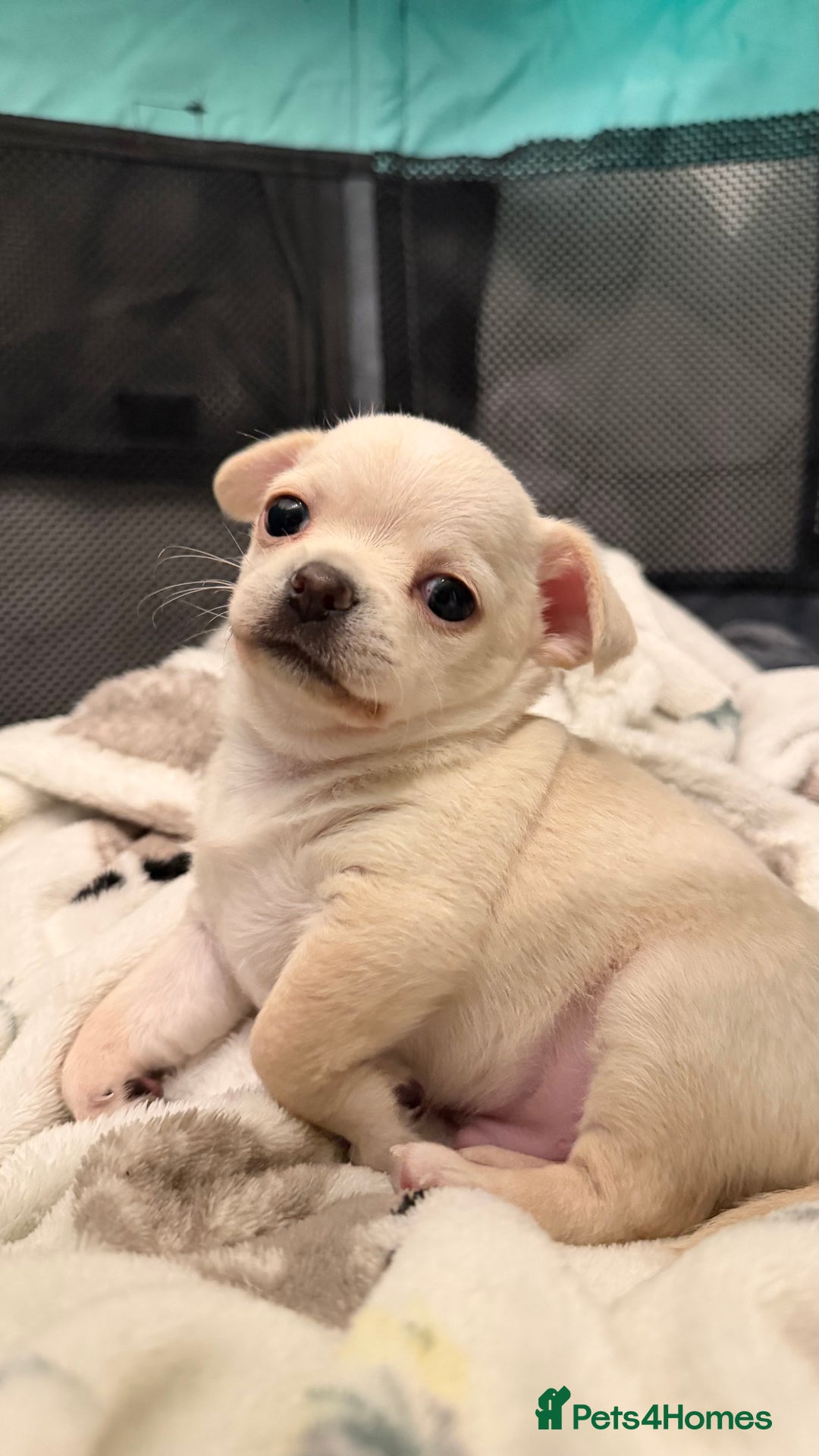 Chihuahua dogs for sale: Chihuahua boys / males  - Image 4