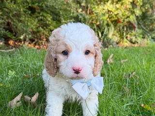 Cavapoo dogs Stunning quality Cavapoos ready December - Advert 13