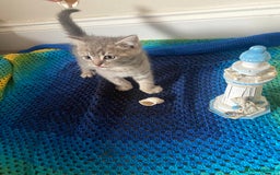 British Shorthair cats for sale: Good morning  - Image 13