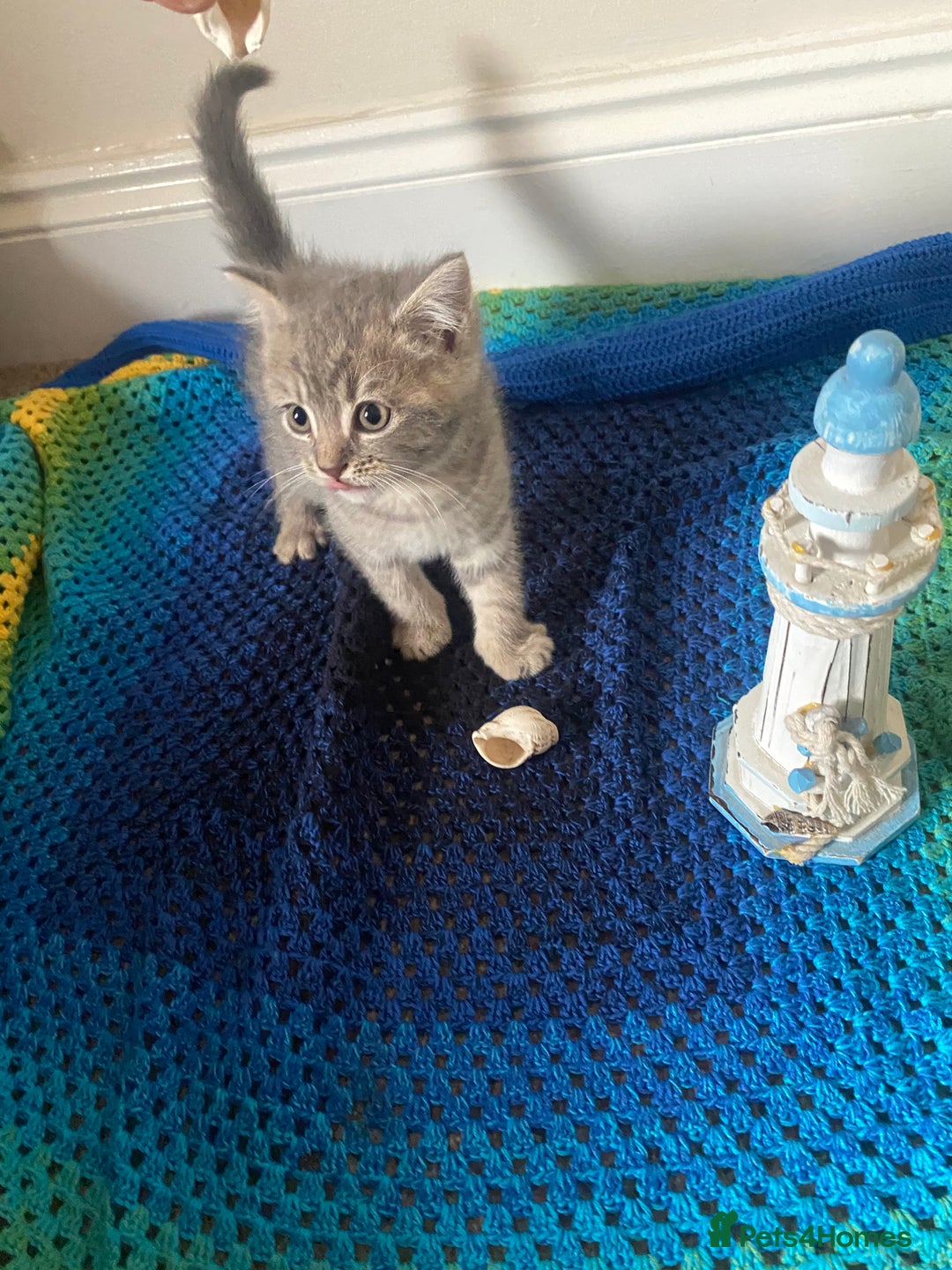 British Shorthair cats for sale: Good morning  - Image 13