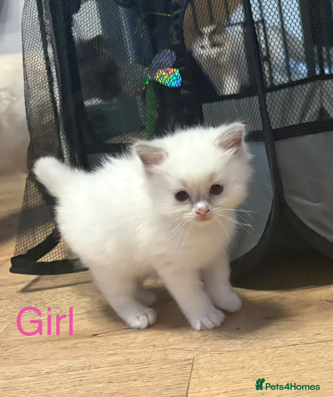 Ragdoll cats for sale: Pure Ragdoll Kittens in Colchester - Advert 2