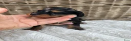 Mixed Breed dogs for sale: Doxiepoo puppies  - Advert 16