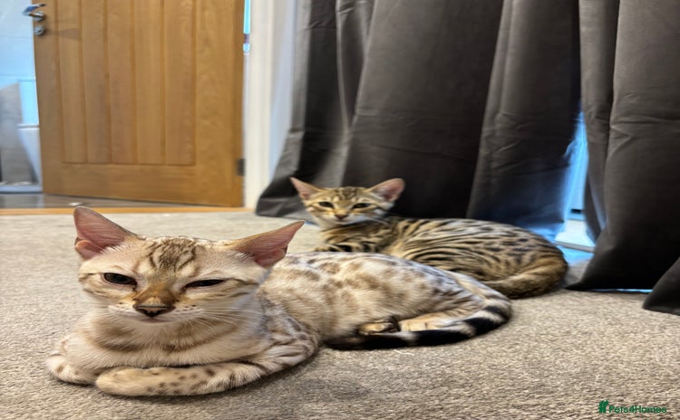Bengal cats - Advert 2