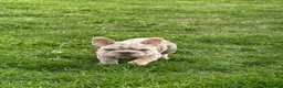 French Bulldog dogs for sale: Merle French bulldog - Advert 6