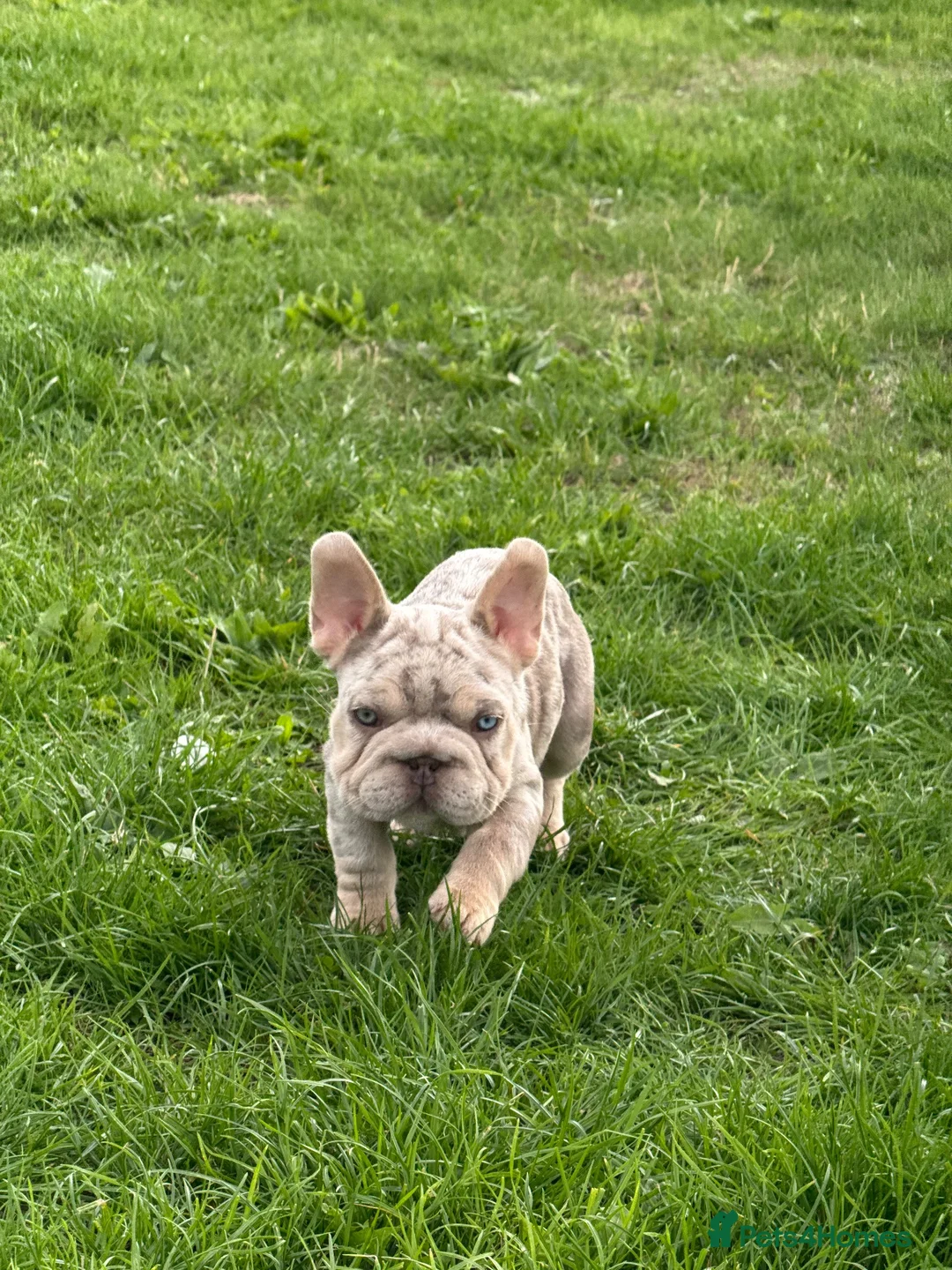 French Bulldog dogs for sale: Merle French bulldog - Advert 6
