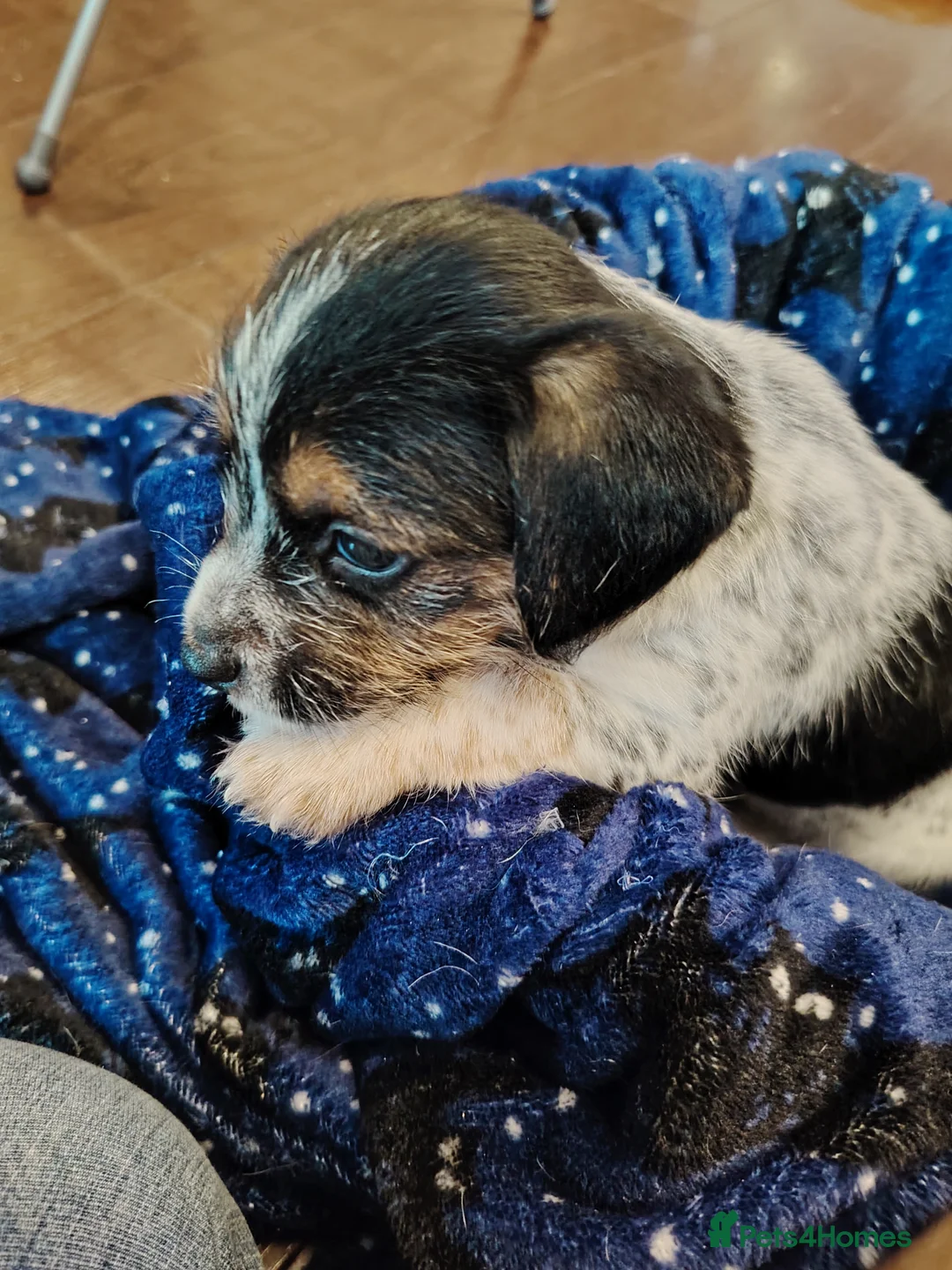 Jack Russell dogs for sale: Lovely jack Russell puppies - Advert 6