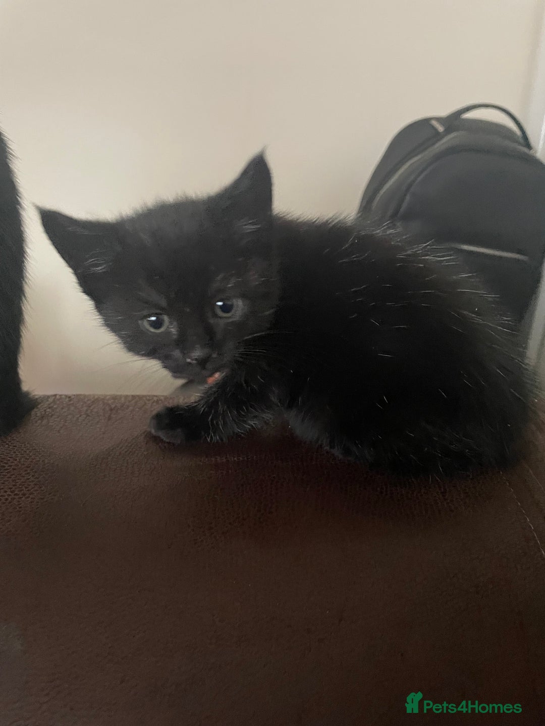 Mixed Breed cats for sale: 3 little kittens for sale - Advert 6