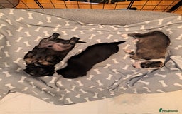 Mixed Breed dogs for sale: 🐾 Adorable Puppies Looking for a Loving Home 🐾   - Image 1