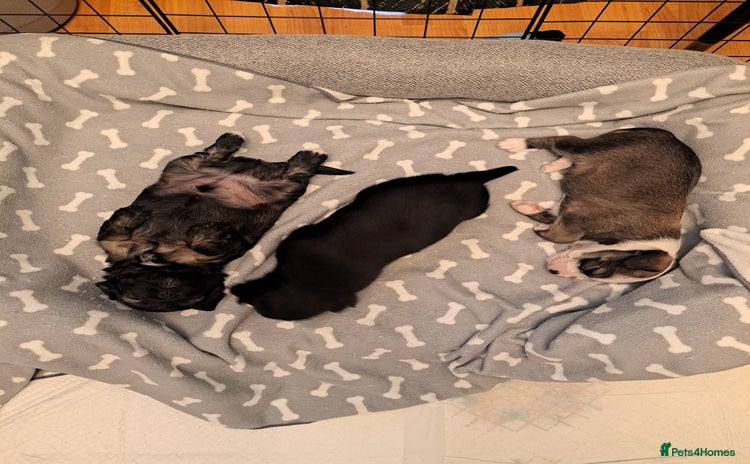 Mixed Breed dogs - Advert 1