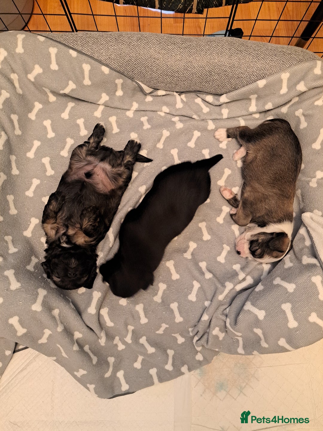 Mixed Breed dogs for sale: 🐾 Adorable Puppies Looking for a Loving Home 🐾   - Image 1