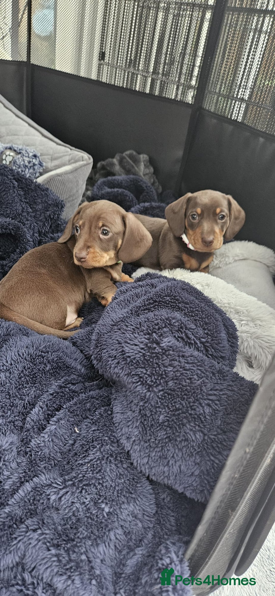 Dachshund dogs for sale: Chocolate and tan miniature dachshunds  - Advert 5