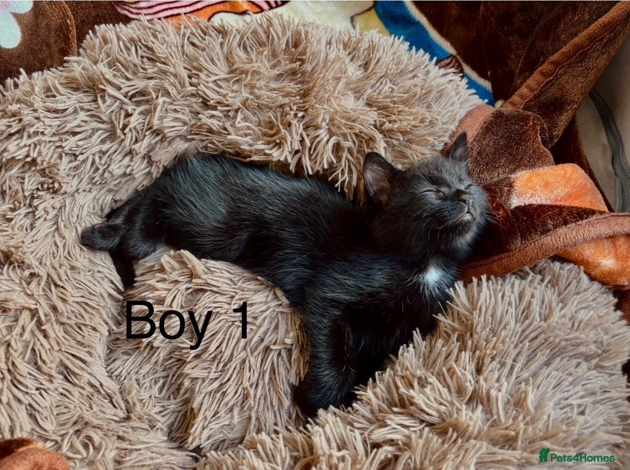 Domestic Shorthair cats EDIT: LAST MALE - READY NOW - Advert 16