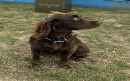 Cocker Spaniel dogs for sale: Exceptional KC Working Cocker Spaniel Puppies - Image 11