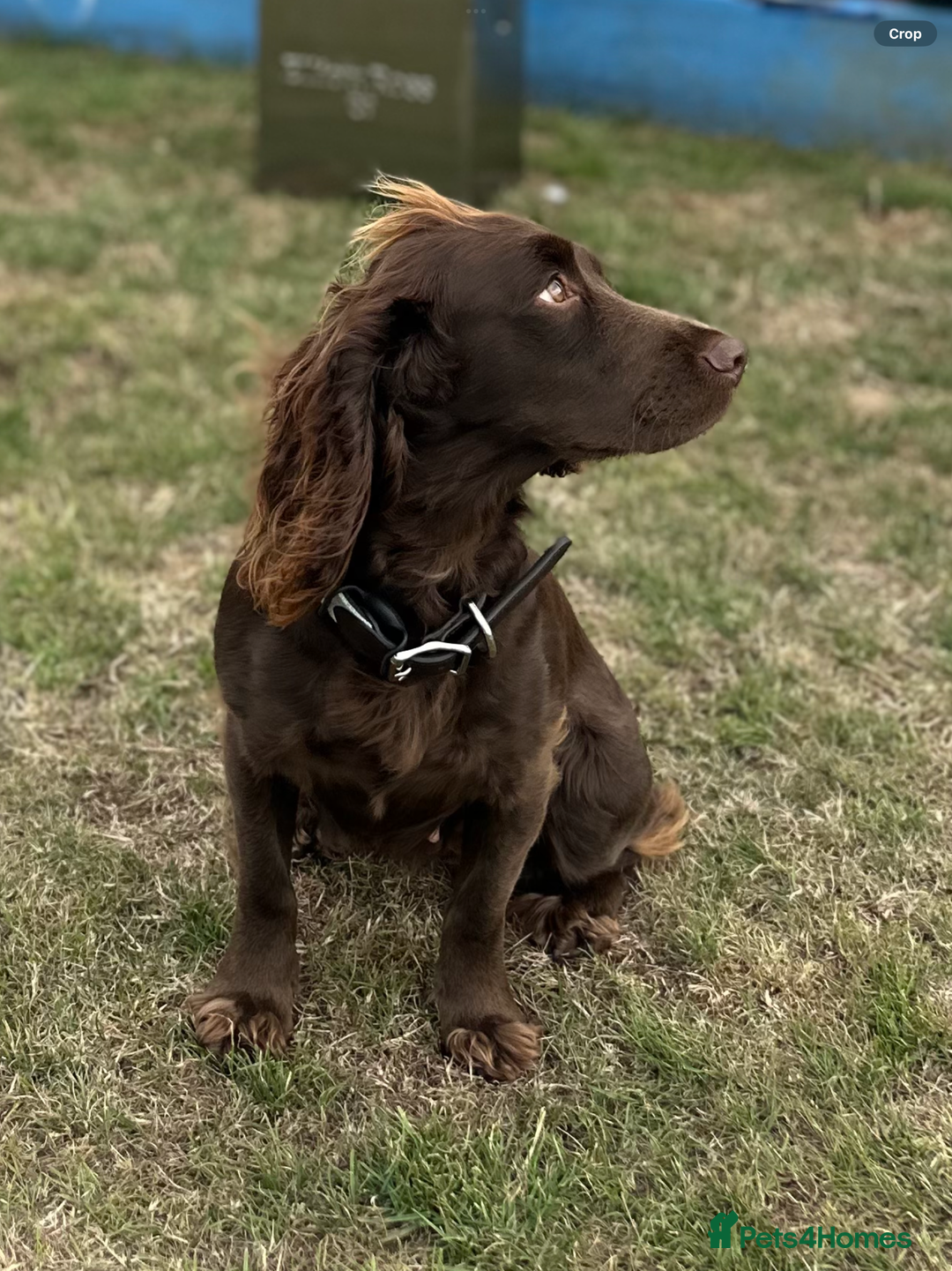 Cocker Spaniel dogs for sale: Exceptional KC Working Cocker Spaniel Puppies - Image 11