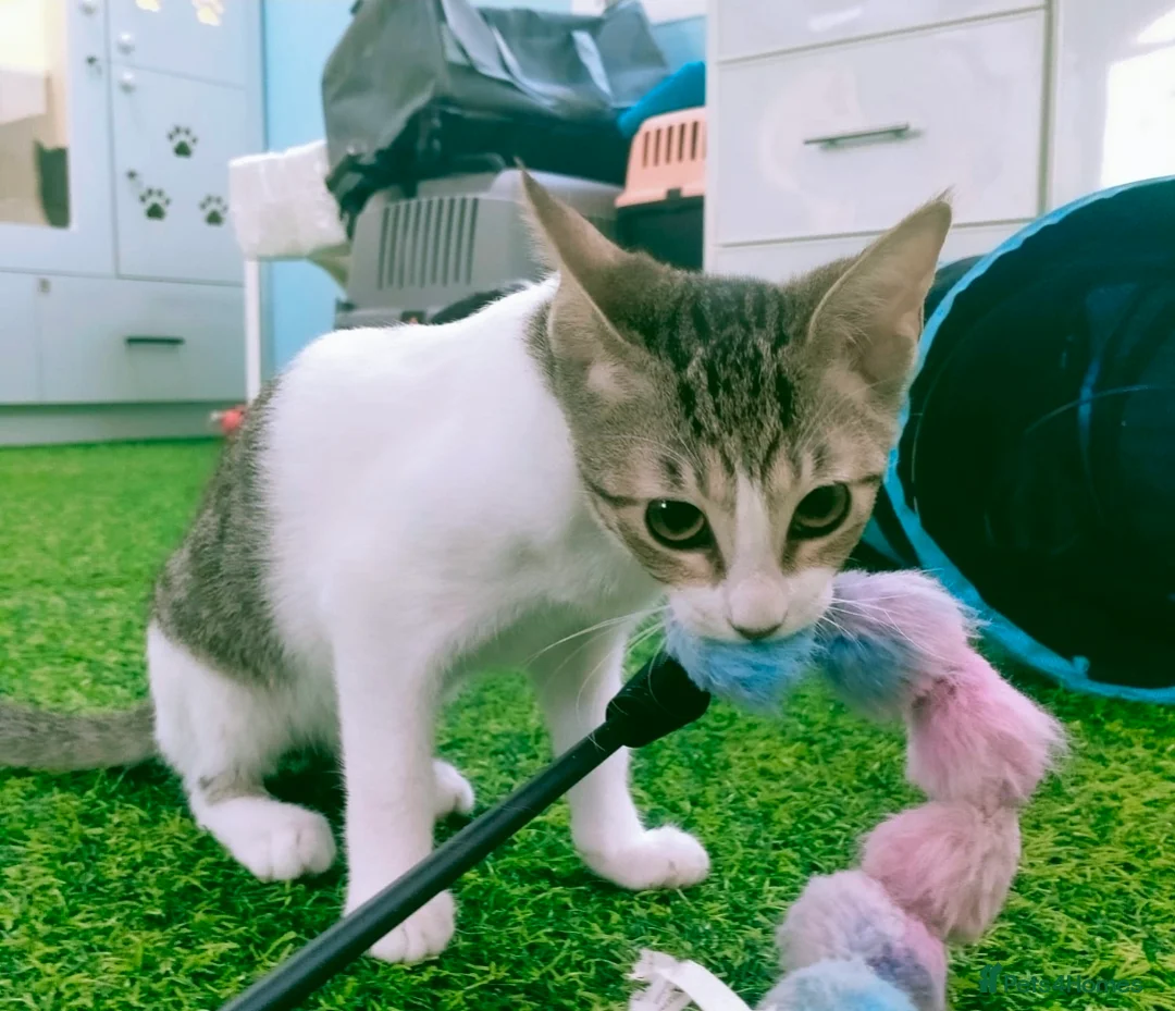 Mixed Breed cats for adoption: [Indoors Only] Yuki & Suki - Adorable Siblings - Advert 2