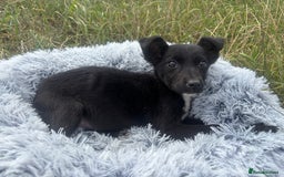 Mixed Breed dogs for adoption: Polly * Jack Russell x  * 240782 - Image 4