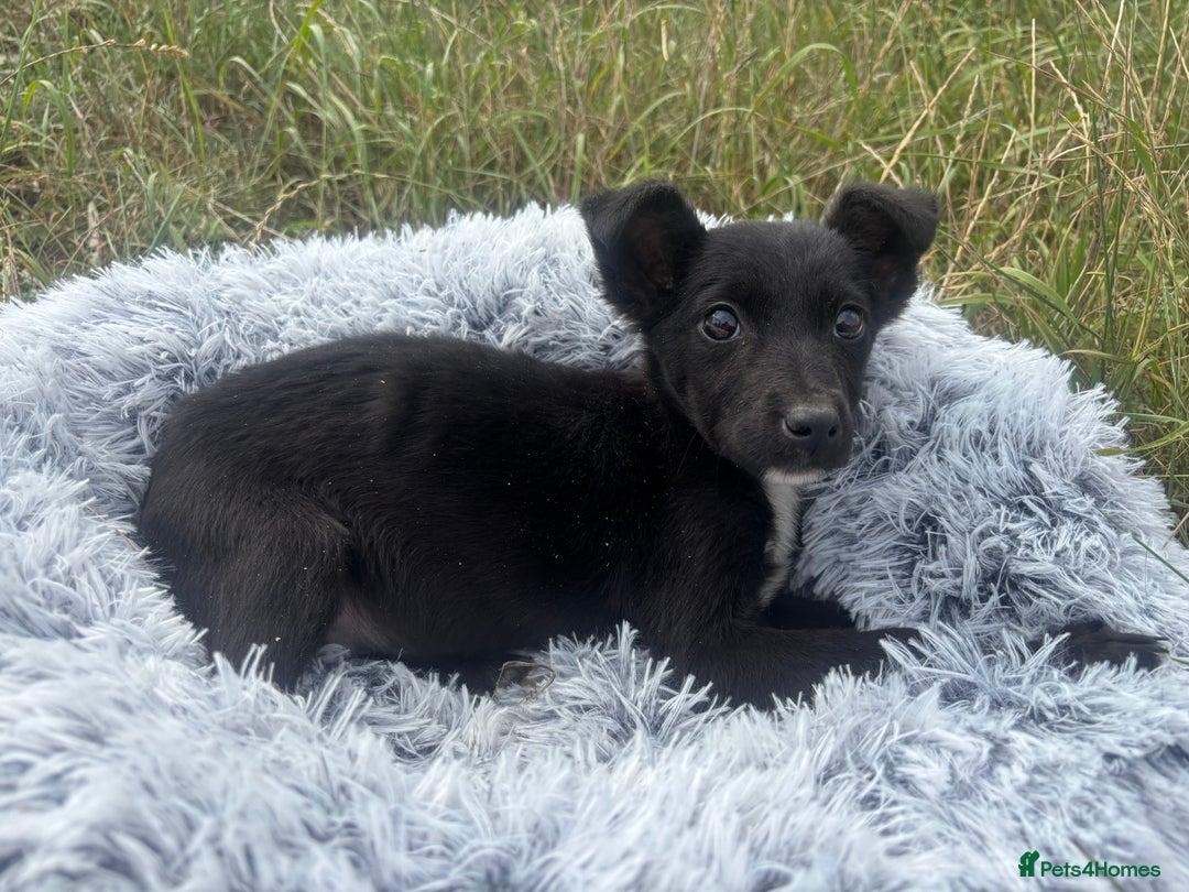 Mixed Breed dogs for adoption: Polly * Jack Russell x  * 240782 - Image 4