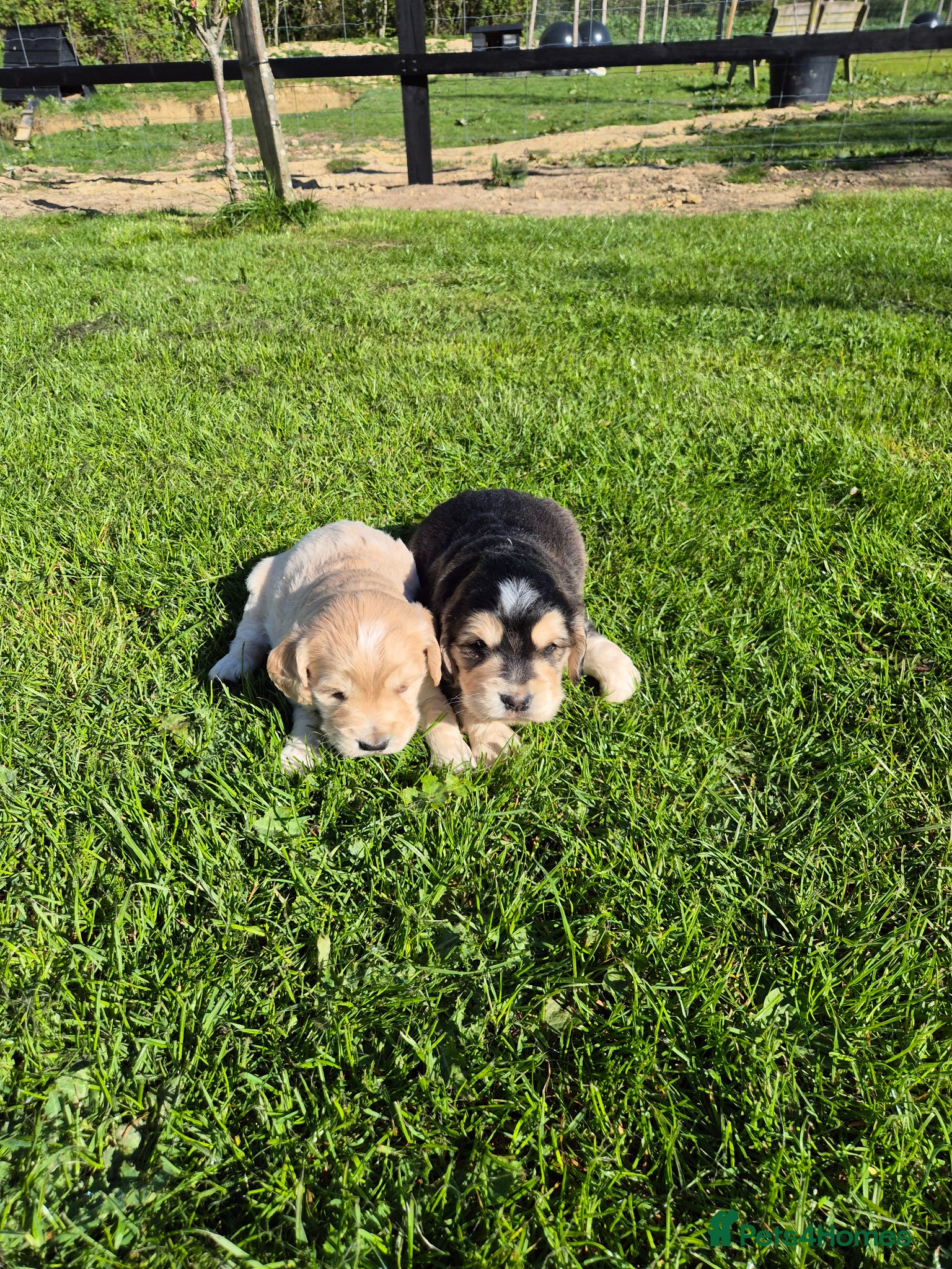 Mixed Breed dogs Dakota Sport Retrievers DNA Health Tested Clear - Advert 1