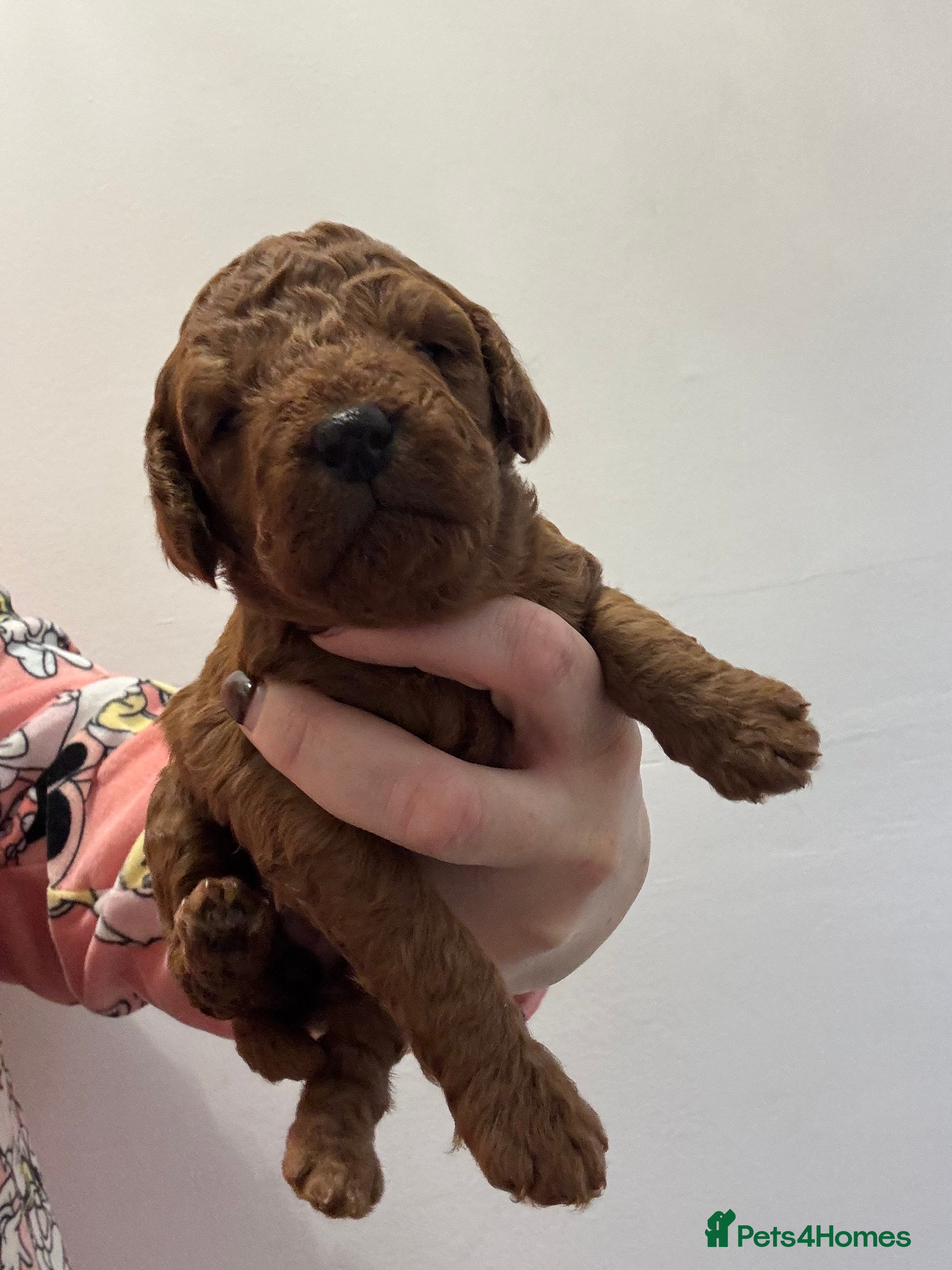 Cockapoo dogs Cockapoo Puppies  - Advert 18