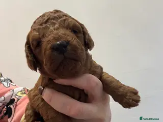 Cockapoo dogs Cockapoo Puppies - Advert 18