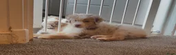 Miniature American Shepherd dogs for sale: 1 x Red Merle Mini American Shepherd Puppy - Boy - Advert 32