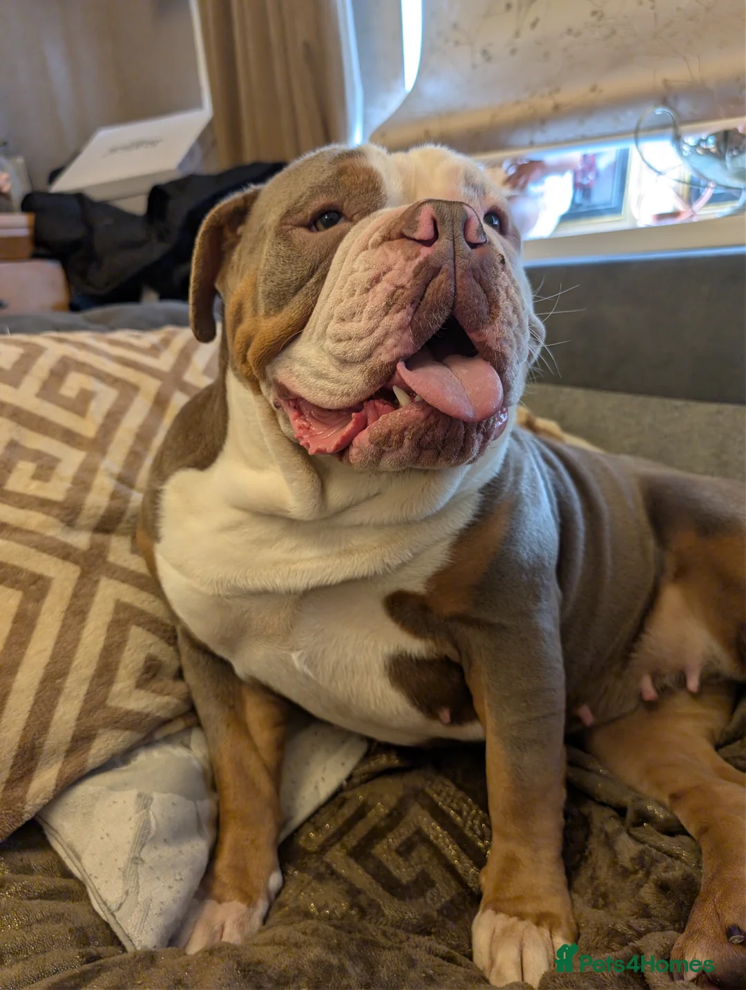 Olde English Bulldogge dogs for sale: Olde English bulldogge - Advert 11