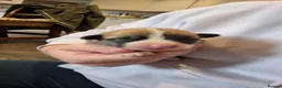 Welsh Corgi Pembroke dogs for sale: 9 ADORABLE CORGIS🐾💖💙DNA HEALTH TESTED PARENTS🧬 - Advert 5
