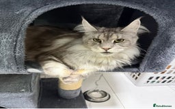 Maine Coon cats for sale: 2 x maine coon males must go together (£800 both)  - Image 3