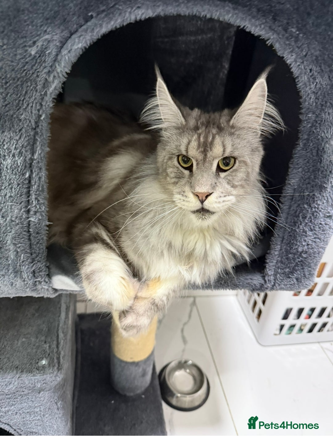 Maine Coon cats for sale: 2 x maine coon males must go together (£800 both)  - Image 3