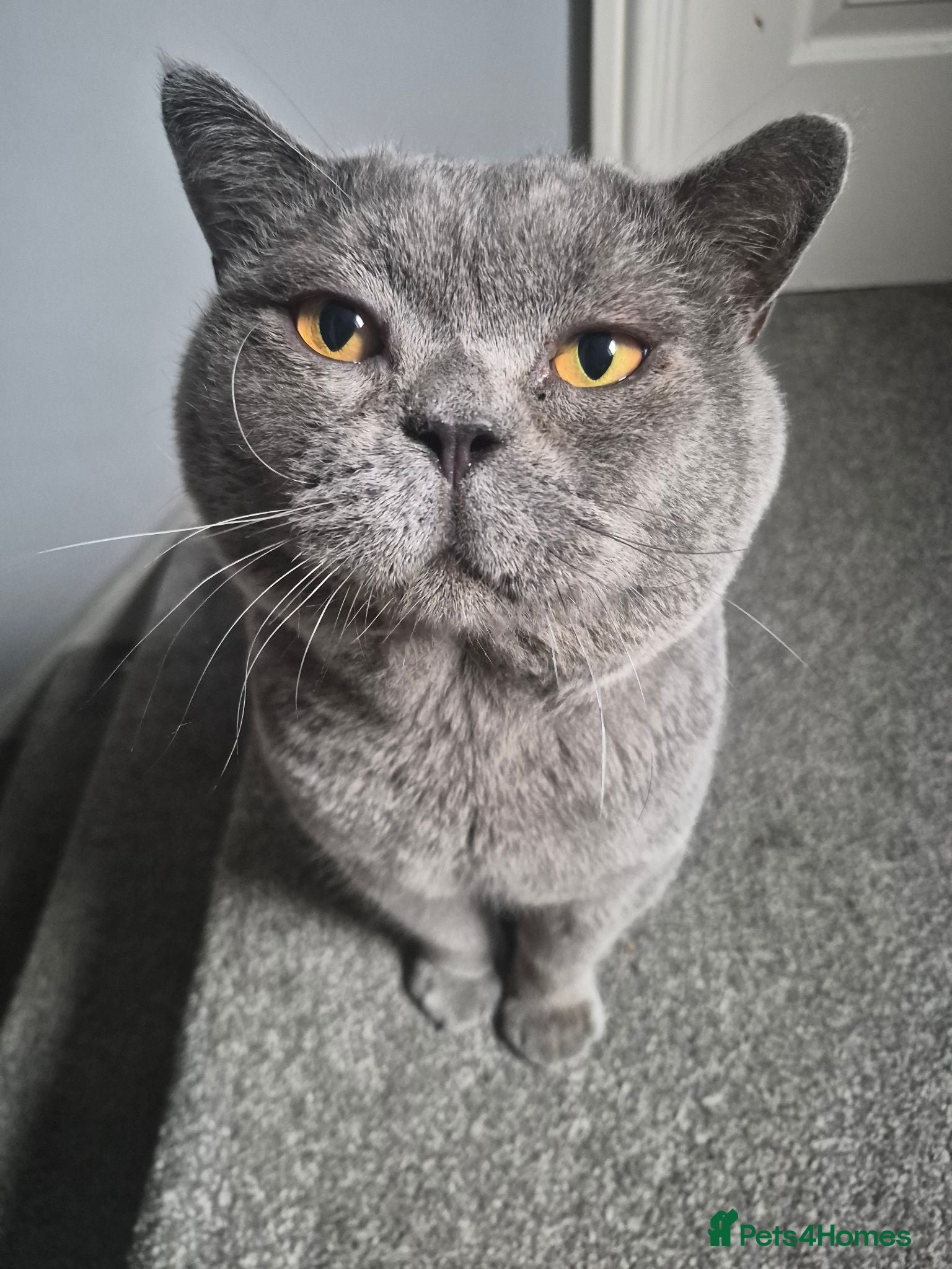 British Shorthair cats Two stunning boys - Advert 2