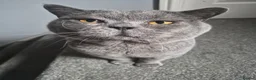 British Shorthair cats for sale: Two stunning boys - Advert 2