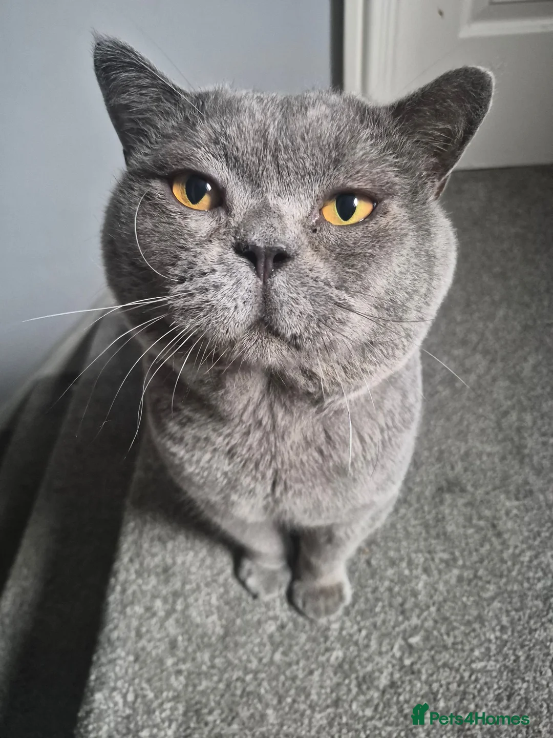 British Shorthair cats for sale: Two stunning boys - Advert 2