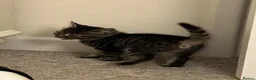 Mixed Breed cats for sale: Beautiful Kittens  - Advert 8