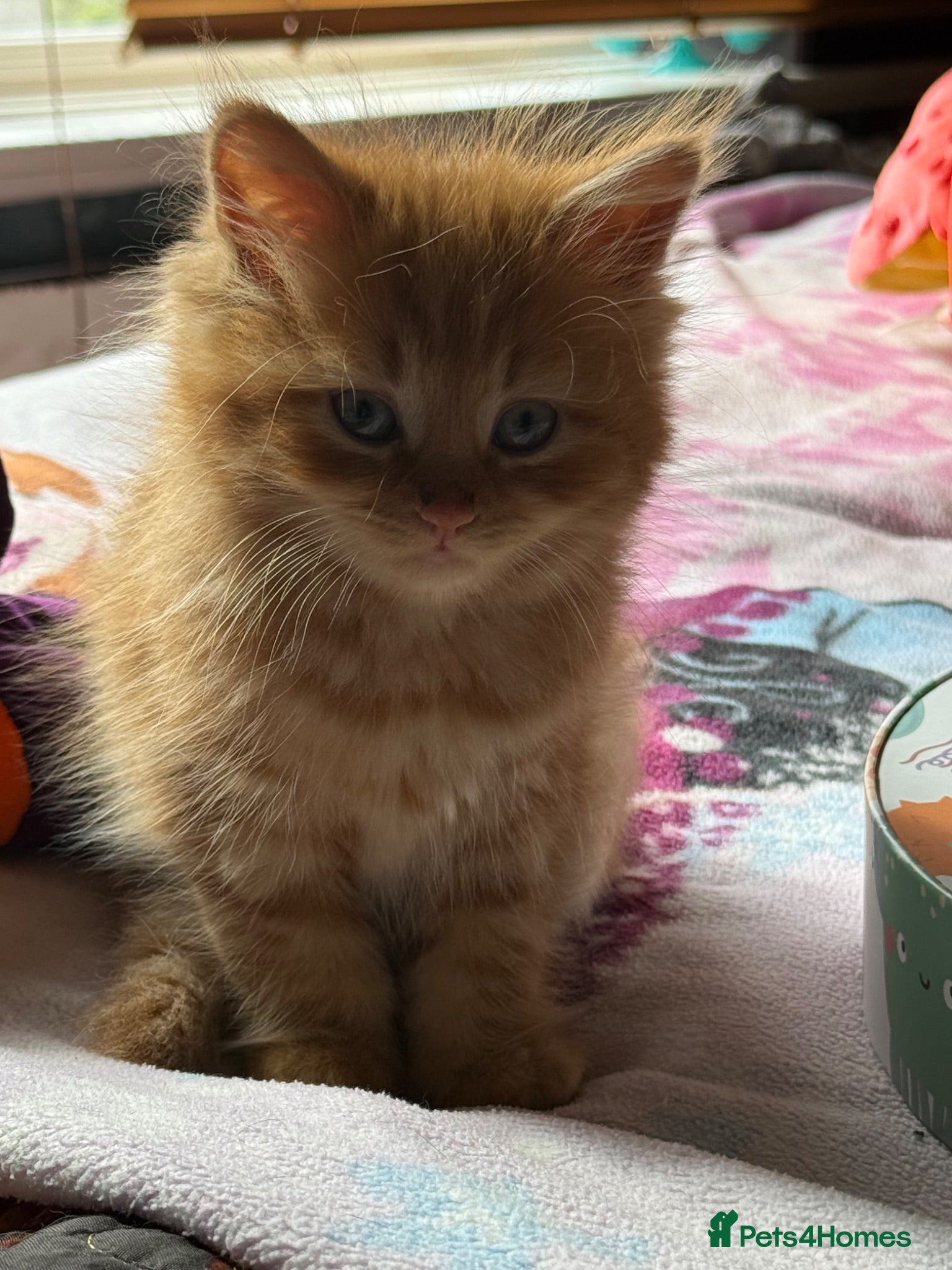 Mixed Breed cats Beautiful kittens available - Advert 2