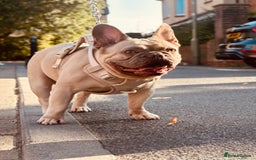 French Bulldog dogs for sale: 🩵loski 🩵 - Image 4