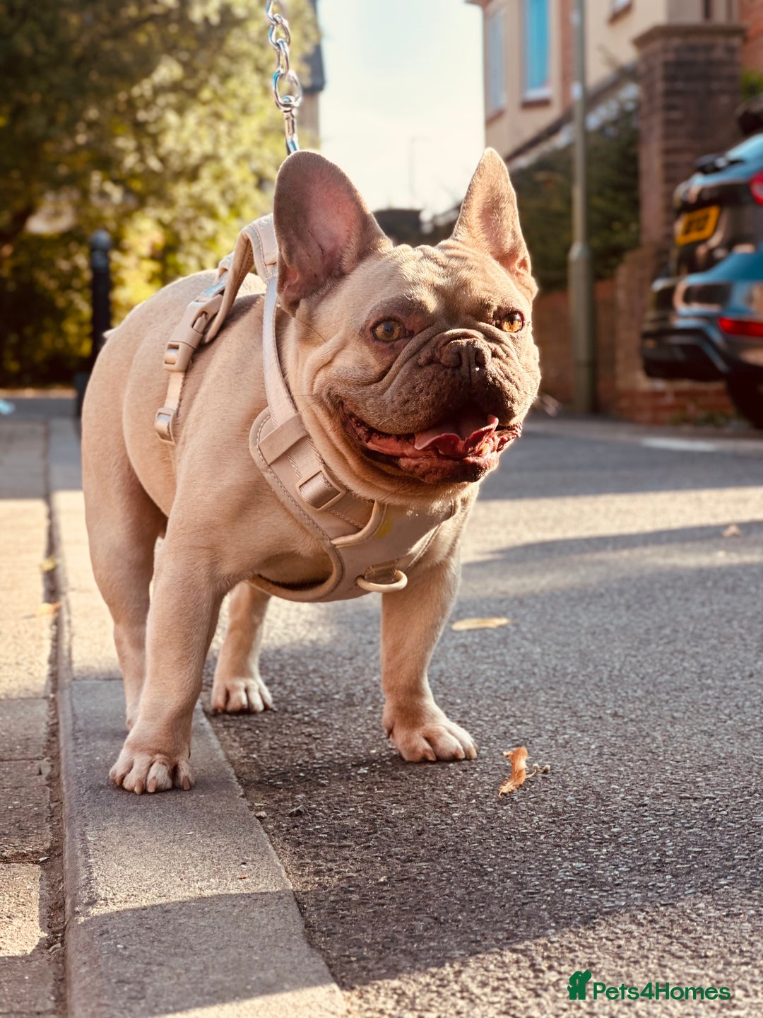 French Bulldog dogs for sale: 🩵loski 🩵 - Image 4