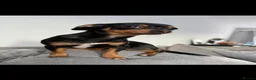 Chiweenie dogs for sale: Chiweenie - 1 year old peaches  - Advert 2