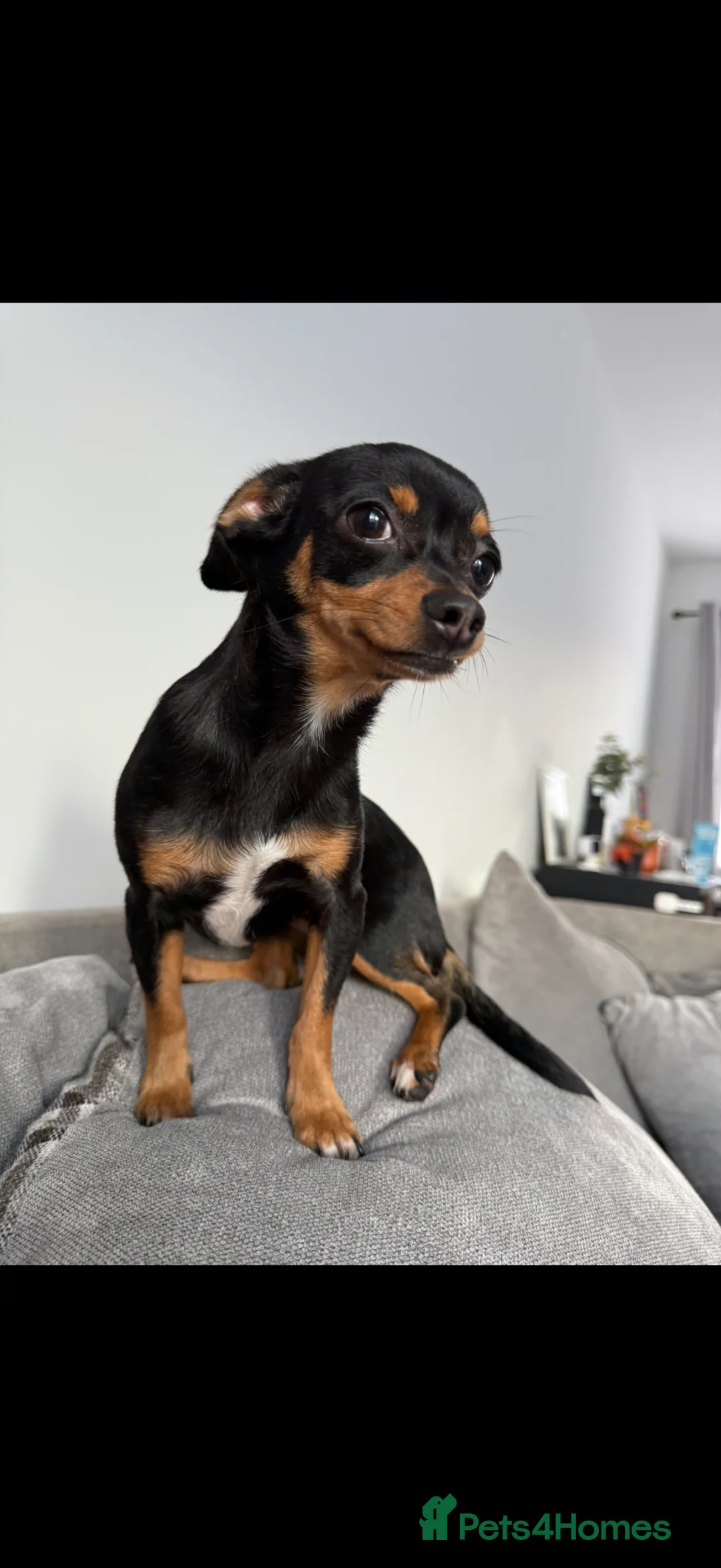 Chiweenie dogs for sale: Chiweenie - 1 year old peaches  - Advert 2