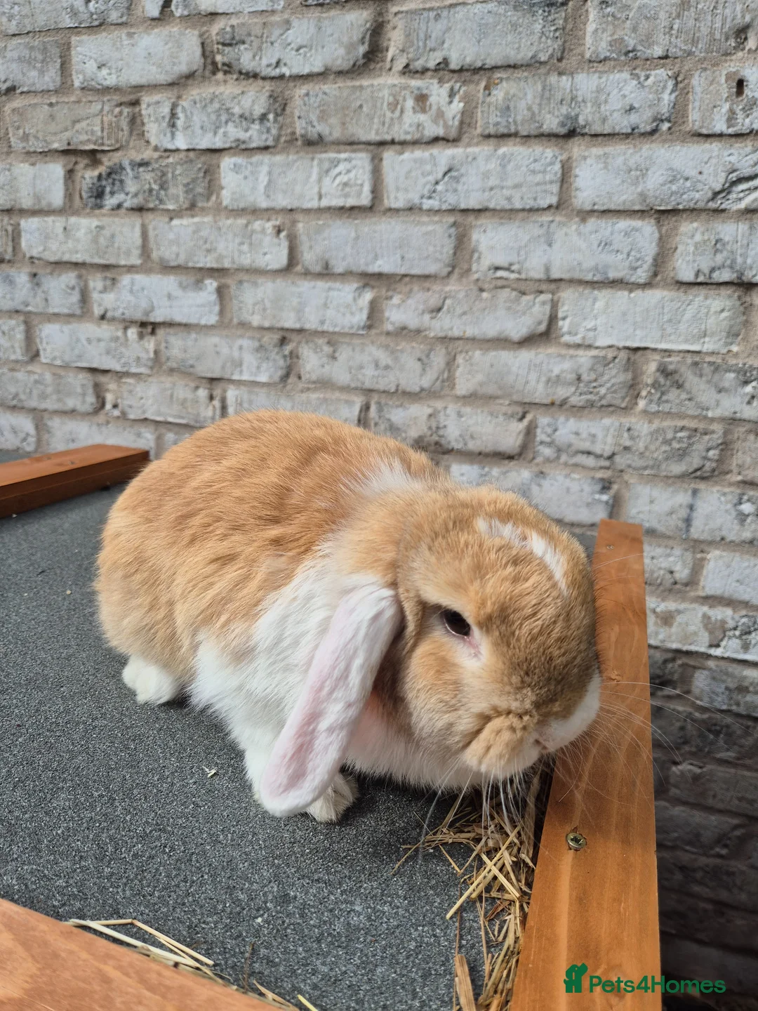 Mini Lop rabbits for sale: Mini lop mixed breed female rabbit - Advert 1