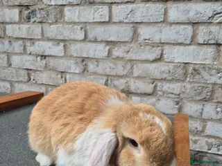 Mini Lop rabbits for sale: Mini lop mixed breed female rabbit - Advert 2