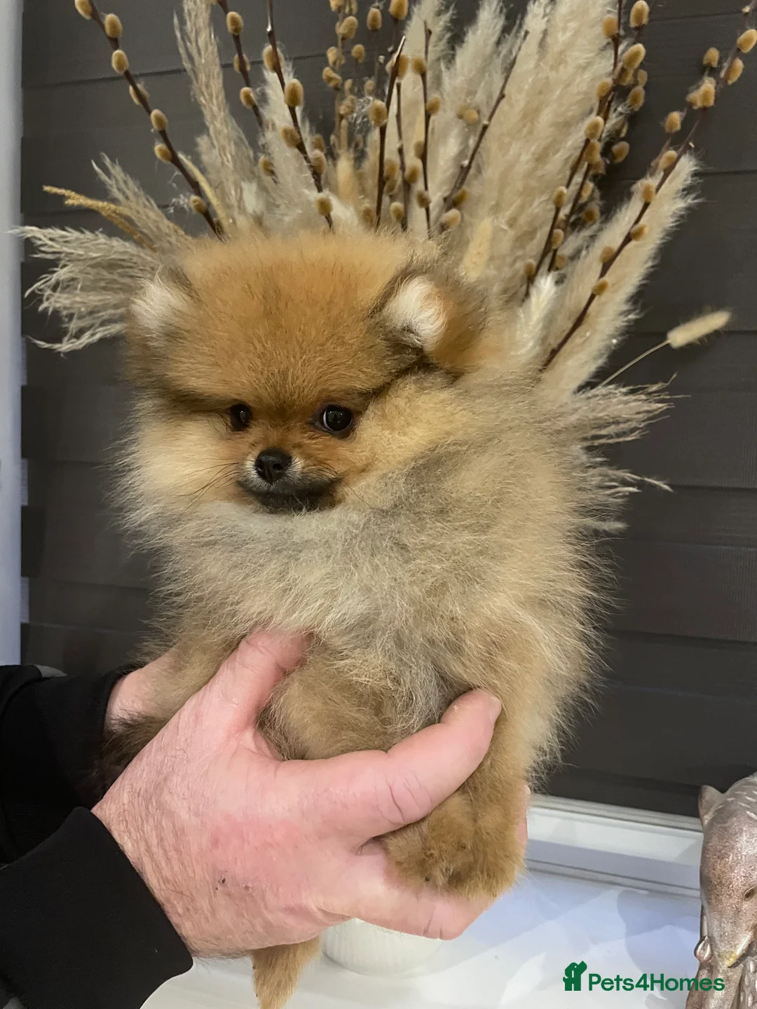 Pomeranian dogs for sale: KC Mini Pomerania  in Bristol - Advert 4