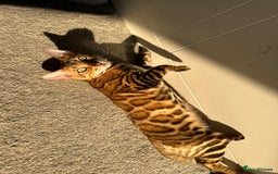 Bengal cats for sale: Beautiful TICA Registered Active Bengal female cat - Image 4